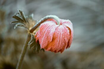 One of the best ways to get a head start on gardening is to be aware of your frost date.