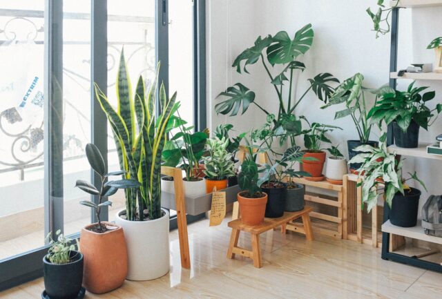 Nothing says home like wood and pot plants, right? Moreover, natural elements are always popular in homes on sale because potential buyers want to feel like they are buying a home, not just a house or a flat.