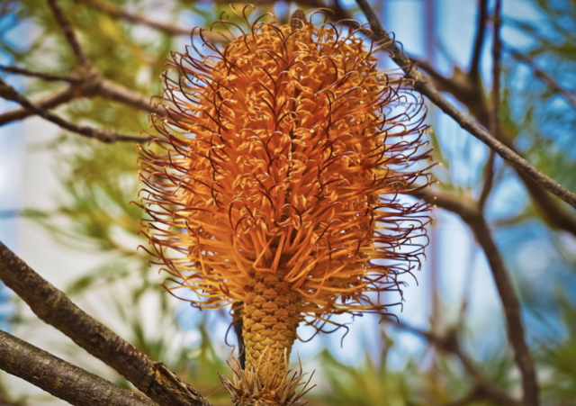 The Beauty of Australian Wildflowers - Banksia is an interesting flowering plant, which produces a large amount of nectar important for bees, bats, and birds.