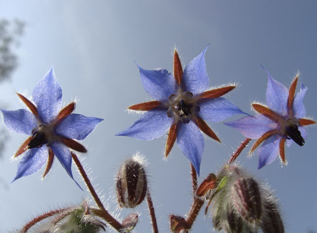 Beauty of Australian Wildflowers - Starflower is a shrub that can grow up to 2.5 meters, while it blooms between August and November. It got its name after the star-shaped flowers, which can be up to 20mm in diameter.
