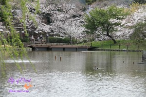 Cherry Blossoms, Kamakura Japan, 