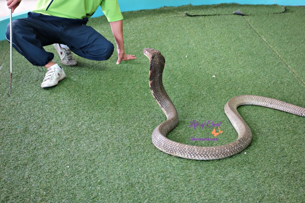 Siam Cobra Show, Phuket, Thailand, snakes