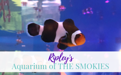 Ripley’s Aquarium of the Smokies | Adventures in Gatlinburg, TN