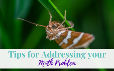 Tips for Addressing Your Moth Problem