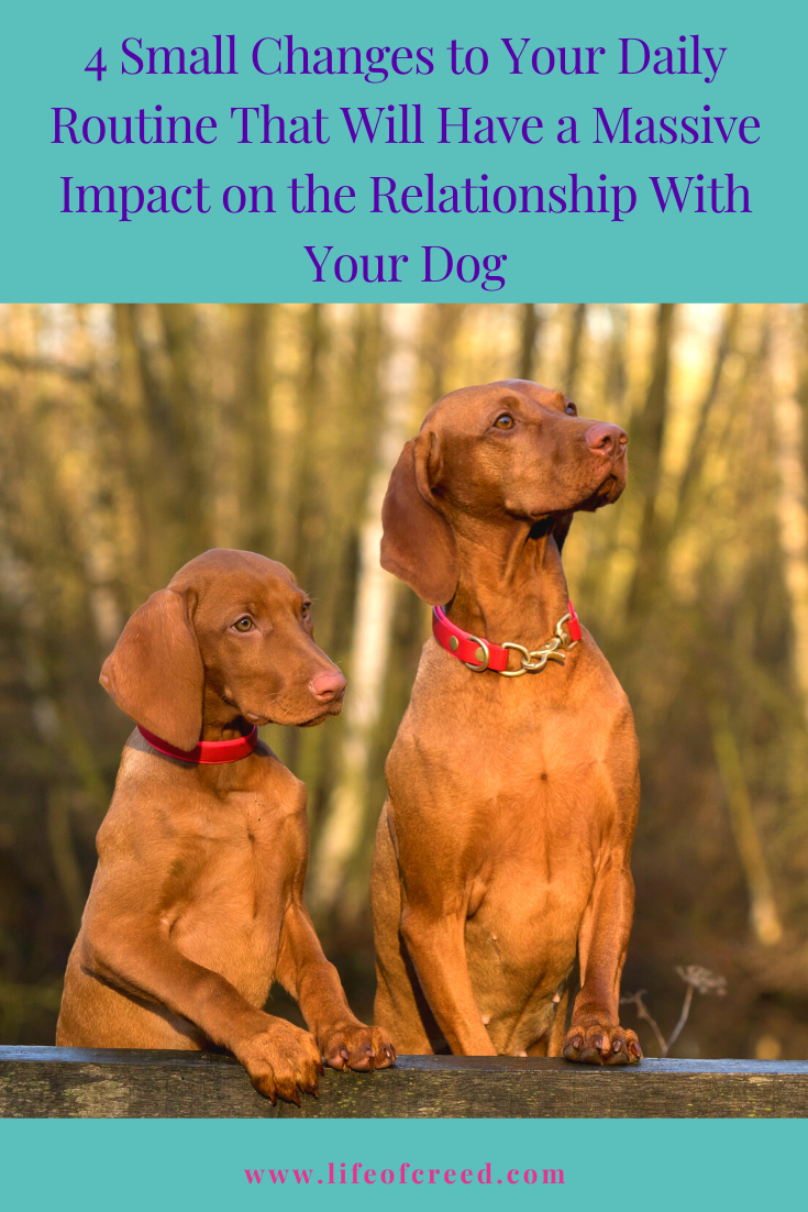 Owners who come to understand their dogs more deeply tend to develop some of the best connections of all.