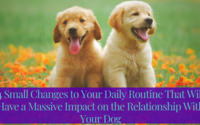 4 Small Changes to Your Daily Routine That Will Have a Massive Impact on the Relationship With Your Dog