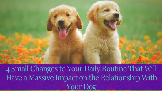 4 Small Changes to Your Daily Routine That Will Have a Massive Impact on the Relationship With Your Dog