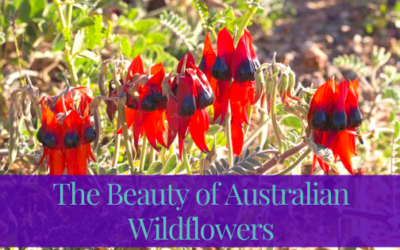The Beauty of Australian Wildflowers