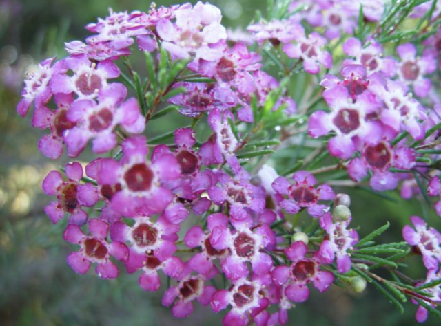 The Beauty of Australian Wildflowers - As Geraldton Wax is very easy to grow, no wonder it is also very commercialized and widely available. This shrubbery plant can grow up to 2 meters, while the blooming period is between June and November.
