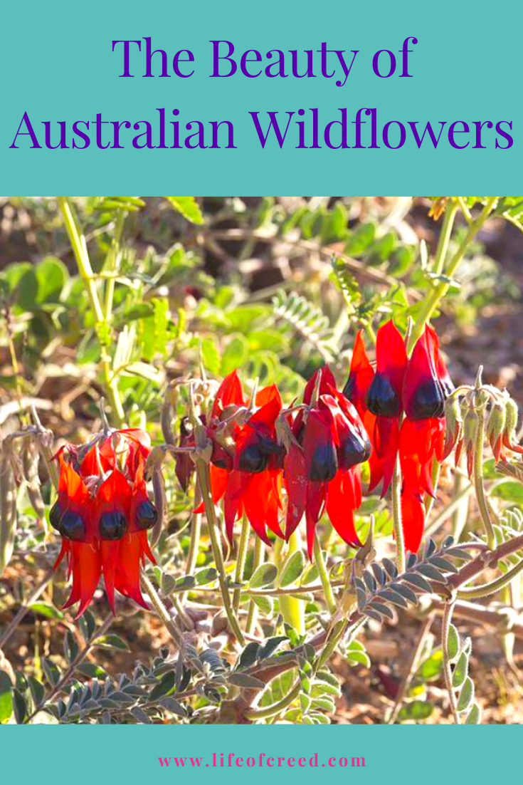The Beauty of Austalian Wildflowers - Australia never stops surprising you - its wilderness is magical, wonderful, quirky and in a way unique when compared to the rest of the world.
