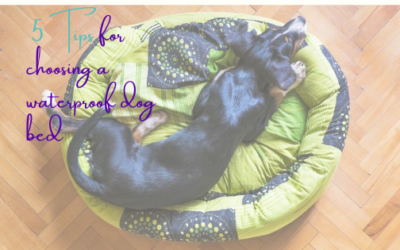 5 Tips for Choosing a Waterproof Dog Bed