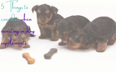 5 Things to Consider When Investing In Dog Health Supplements
