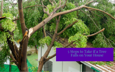 5 Steps to Take if a Tree Falls on Your House