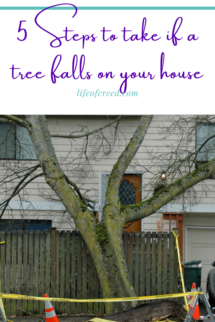 5 Steps to Take if a Tree Falls on Your House Life of Creed
