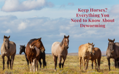 Keep Horses? Here’s Everything You Need To Know About Deworming