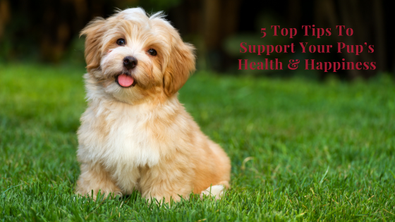 5 Top Tips To Support Your Pup’s Health & Happiness