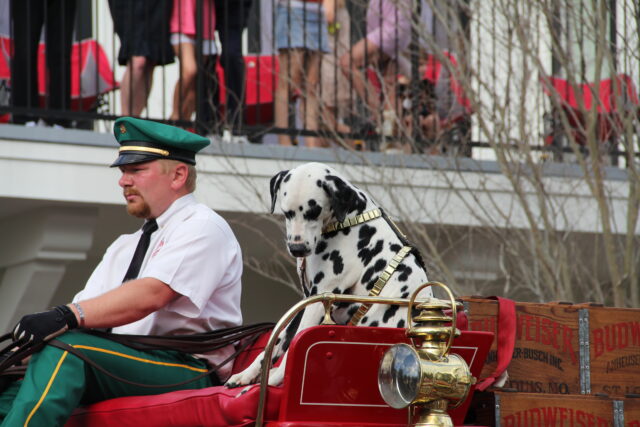 Gus the Dalmatian