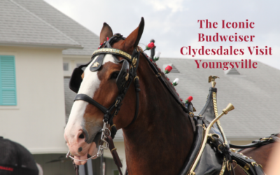 The Iconic Budweiser Clydesdales Visit Youngsville, LA