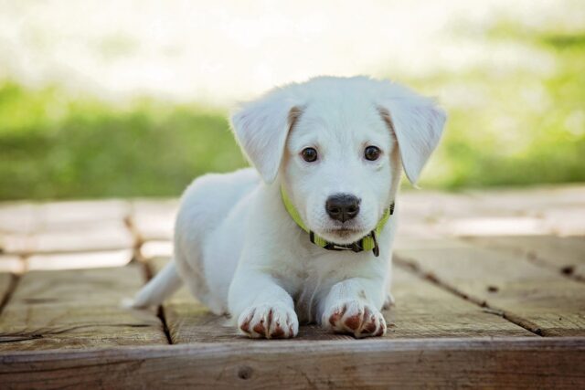 Puppy laying down.